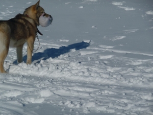 Les chiens adorent chercher des lemmings dans les montagnes.Surtout les mâchouiller ,complètement gelés. 